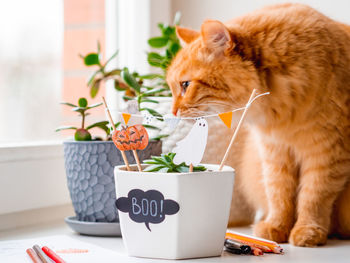 Cat lying down on table