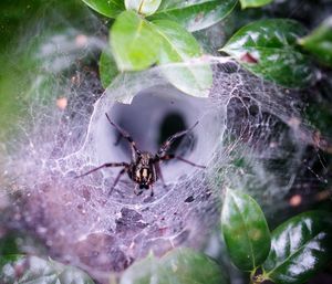 Close-up of spider on web