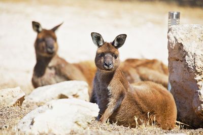 Kangaroos taking a rest