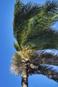 Low angle view of palm tree against clear blue sky