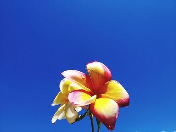 Low angle view of flowering plant against blue sky