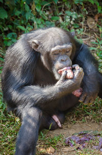 Monkey sitting on field