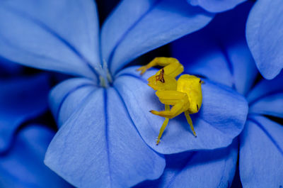 Yellow crab spider on blue plumbago flower. scientific name is plumbago auriculata lam.  in thailand