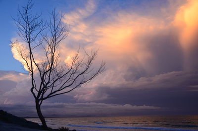 Scenic view of tree against sky during sunset