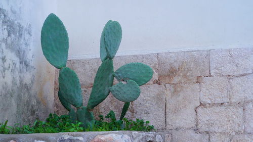 Close-up of potted plant against wall