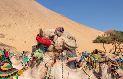Close up view of lots of camel or domedaries sitting in the desert with colorful  apparel
