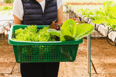 Close-up of potted plant