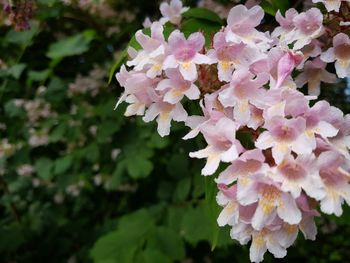 Close-up of pink flowers blooming outdoors