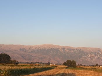 Scenic view of field against clear sky