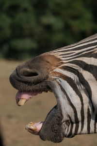 Close-up of tiger