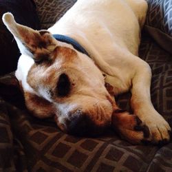 Close-up of dog sleeping