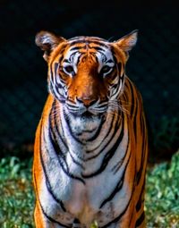 animal themes