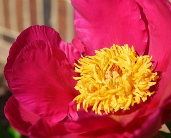 Close-up of red flower