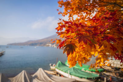 Close-up of maple leaves against sky