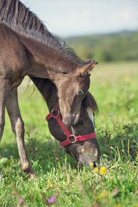 Horses standing on land against sky