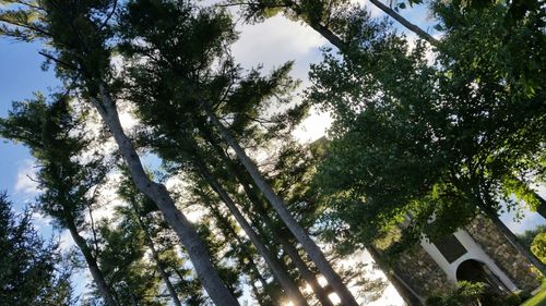 Low angle view of trees against sky