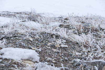 Close-up of snow on field during winter