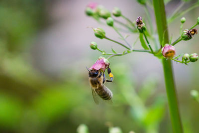 Close-up of bee pollinating on purple flower