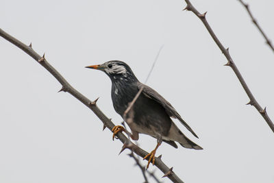 Low angle view of bird perching on branch against clear sky