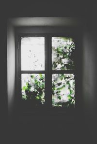 Flowers on window sill
