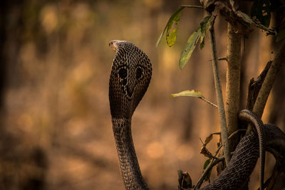 Close-up of spectacled cobra on plant