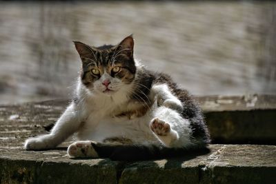 Close-up portrait of cat sitting outdoors