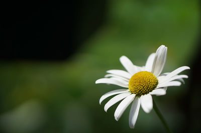 Close-up of white daisy flower