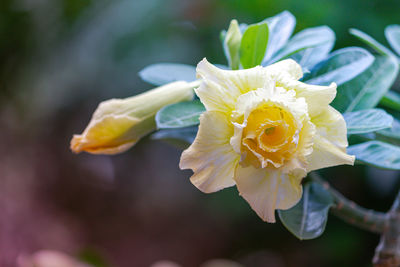 Close-up of white rose flower