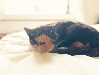 Close-up portrait of cat relaxing on bed