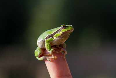 A beautiful green frog in summer