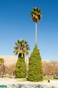 Palm trees on field against clear blue sky