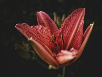 Closeup of lily flower against black background