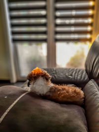 Dog sitting on sofa at home