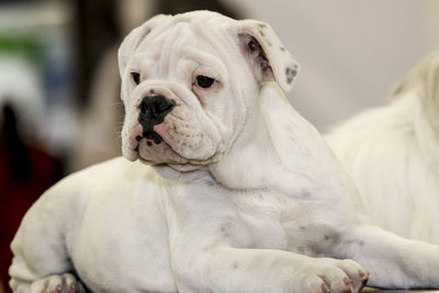 Close-up of a english bulldog looking away