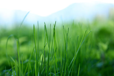 Close-up of fresh green grass in field