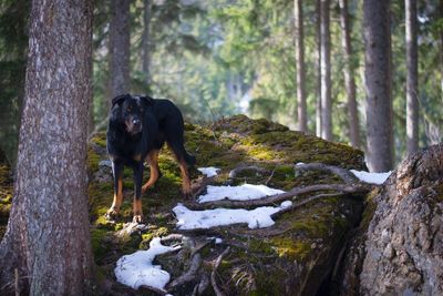 Dog in forest