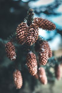 Close-up of pine cones on tree