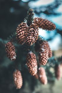 Close-up of pine cone on tree