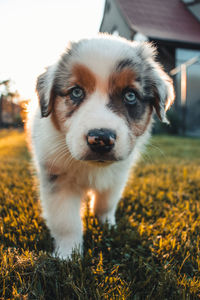 Young australian shepherd dog stands on the grass in the garden and smiles happily