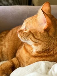 Close-up of cat relaxing on bed at home