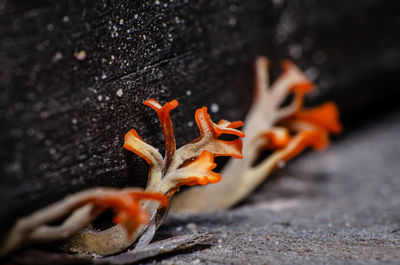 Close-up of orange flowers on wood