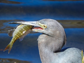 Close-up of heron with fish