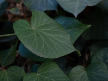 Close-up of leaves on plant