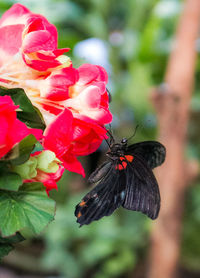 Close-up of insect on red flowers