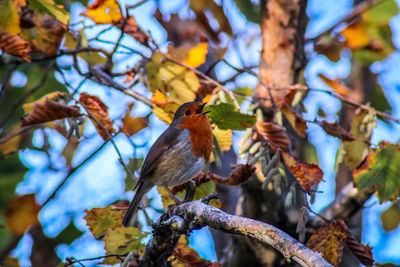 Low angle view of bird perching on tree