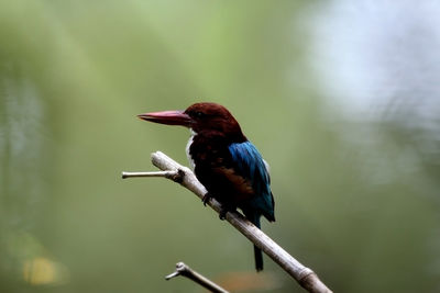 Close-up of bird perching on a branch
