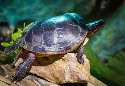 Close-up of turtle on rock