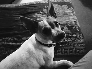 Close-up of dog sitting on bed