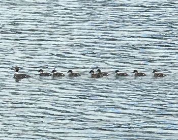 Ducks swimming in sea