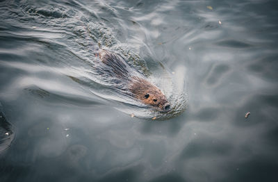 High angle view of fish swimming in lake